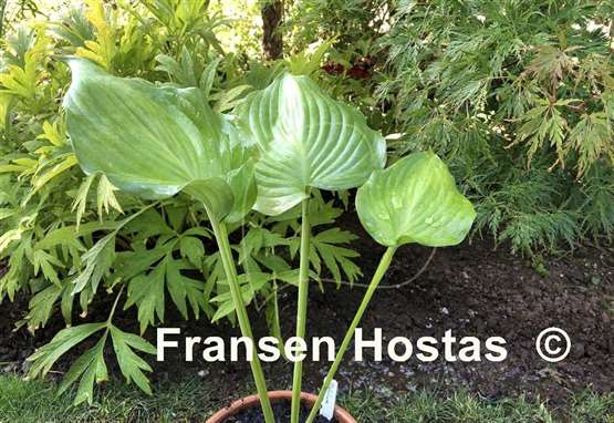 Hosta Delirium